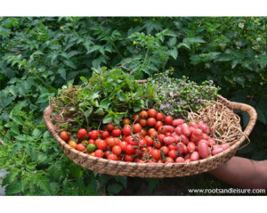 Roots and Leisure_fresh produce