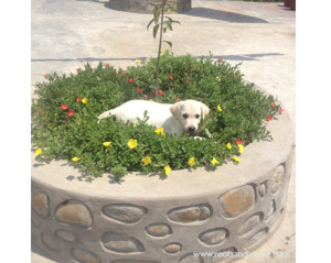 RootsandLeisure_Pets