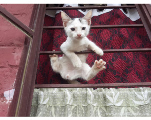 rootsandleisure_pet