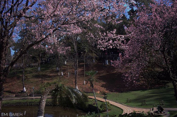 RootsandLeisure_CherryBlossomFestival_Shillong