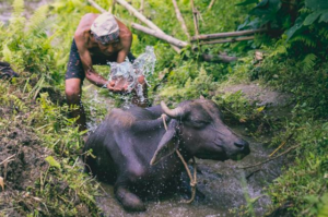 Rootsandleisure_Farmer_Tharpu_Sikkim