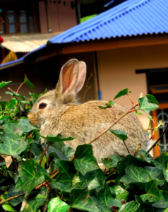 Meet Daniel Rai – A Physiotherapist and Painter From Sikkim, Who ...