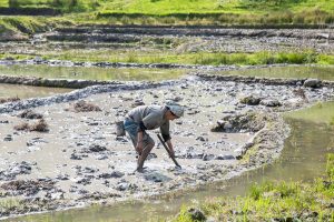 rootsandleisure_agrofarmingfestival_dzuleke