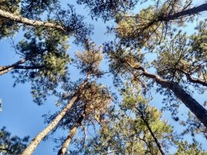 Rootsandleisure_Walk_Kohima4