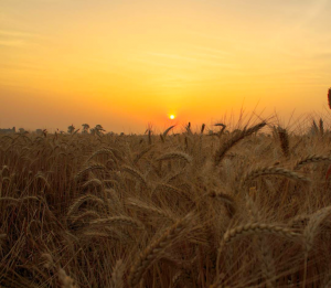 rootsandleisure_golden Punjab
